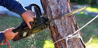 Best Tree and Shrub Care  in Rosewood Heights, IL